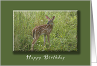 Happy Birthday, White Tailed Fawn, whitetail deer card