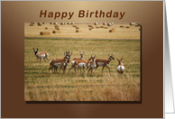 Happy Birthday, Antelope card