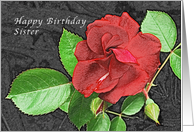 Happy Birthday Sister, Red Rose card