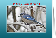 Merry Christmas, Bluejay on Snow Covered Branches card