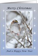 Merry Christmas Happy New Year, White-Throated Sparrow card