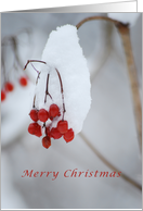 Merry Christmas Snow Covered Red Berries card