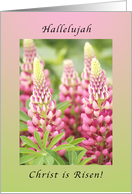 Happy Easter, Hallelujah Christ is Risen, Pink Lupine card