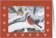 Merry Christmas Cardinal Pair colored pencil red boarder snowflakes card