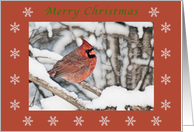 Merry Christmas Male Cardinal colored pencil red boarder snowflakes card
