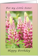 Happy Birthday for my Little Sister, Pink Lupine flowers card
