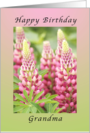 Happy Birthday for my Grandma, Grandmother, Pink Lupine flowers card