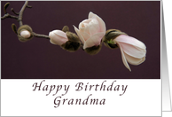 Happy Birthday Grandma, Magnolia Blossoms card