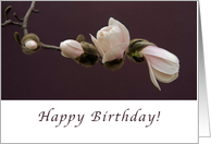Happy Birthday Magnolia Blossoms card