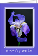 Happy Birthday Wishes, Striking Purple Bearded Iris card