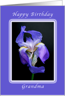 Happy Birthday Wishes, Grandma, Striking Purple Bearded Iris card
