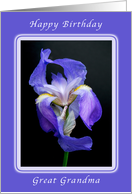 Happy Birthday Wishes, Great Grandma, Striking Purple Bearded Iris card