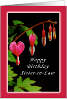 Happy Birthday, Sister in Law, Red Bleeding Heart Flowers card