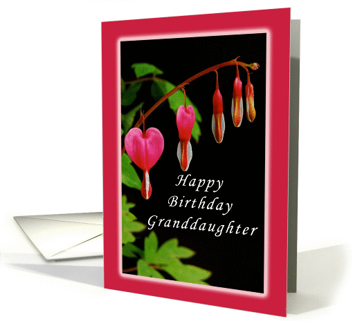 Happy Birthday, Granddaughter, Red Bleeding Heart Flowers card