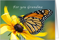 Happy Birthday, grandma, grandmother, Monarch butterfly Yellow Flower card