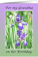 Happy Birthday Grandma, Purple Irises with Pastel Boarder card