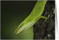 Happy Birthday, Gecko, Green Anole, lizard, blank note card