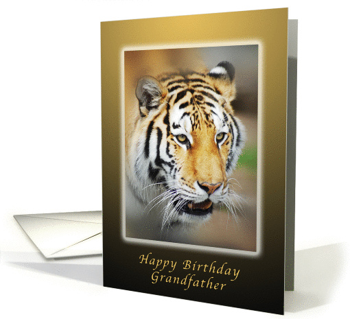 Tiger Happy Birthday, Grandfather - Grandpa card (996643)