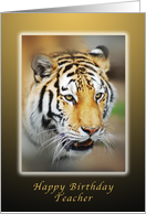 Tiger Happy Birthday, Teacher card
