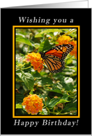Happy Birthday Wishes, Monarch Butterfly on Milkweed Blossoms card
