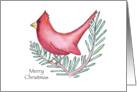 Christmas Cardinal in Tree Illustration card