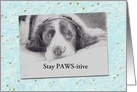 Get Well Dog Portrait Dog with Cancer card