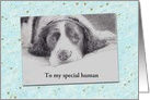 Dad’s Birthday from Pet Dog Portrait Custom Text card