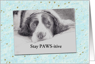 Get Well Dog Portrait Dog with Cancer card