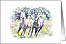 Pair of Running Horses in Field, Blank note Cards