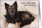 Really Miss You Card--Sad Dog card
