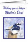 For Mom, Happy Mother’s Day Bluebird Card