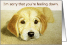 Sorry You’re Feeling Down--Golden Retriever Puppy Card