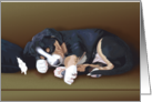 Trouble--Greater Swiss Mountain Dog Puppy Sleeping Blank Note card