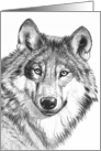 North American Gray Wolf--Endangered Species Blank Note Card