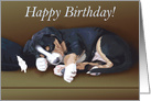 Happy Birthday -- Cute Sleeping Greater Swiss Mountain Dog Puppy Card