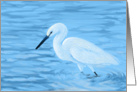 Great White Egret--Blank Note Card
