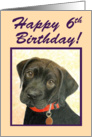 Happy 6th Birthday Special Girl!--Black Labrador Puppy Card