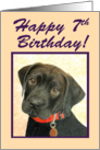 Happy 7th Birthday Special Girl!--Black Labrador Puppy Card