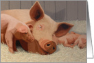 Mother pig and piglets on straw bed--Blank note card