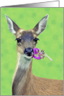 Black-Tailed Doe Eating Flowers--Blank Note card