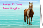 Chincoteague Pony on the Beach--Happy Birthday Granddaughter Card