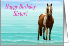 Chincoteague Pony on the Beach--Happy Birthday Sister card