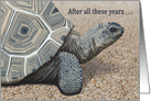 Tortoise--After All These Years Hot Babe Anniversary card
