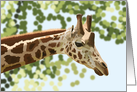 Graceful Giraffe Blank Note card