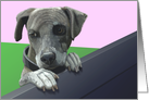 Pitbull Puppy--Blank Note card