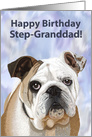 English Bulldog Puppy Birthday Card for Step-Granddad card