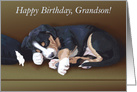 Naughty Puppy Sleeping--Birthday for Grandson card
