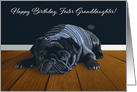 Black Pug Waiting for Playtime--Foster Granddaughter Birthday card