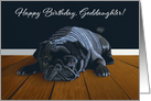 Black Pug Waiting for Playtime--Goddaughter Birthday card