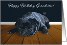 Black Pug Waiting for Playtime--Grandniece Birthday card